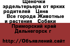 Щеночки эрдельтерьера от ярких родителей › Цена ­ 25 000 - Все города Животные и растения » Собаки   . Приморский край,Дальнегорск г.